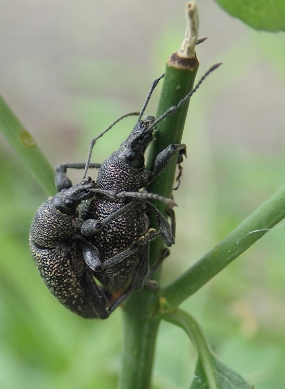 Curculionidae in coppia - Otiorhynchus caudatus